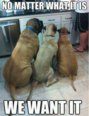 Funny animal pictures with captions, animal caption pictures, funny ...