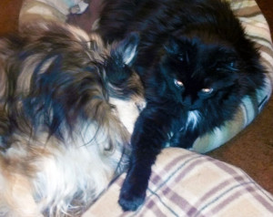 our 15 year old sheltie lucy has a tendency to snore our 16 year old ...