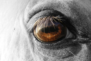 Animals Horses Eye Horse