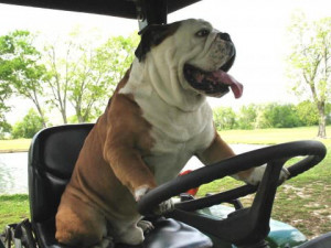 bulldog driving golf cart funny