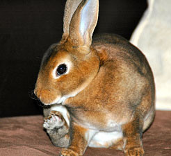 Different Breeds Dwarf Rabbits