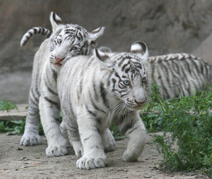 ... of two cute white tiger cubs with blue eyes white baby tiger siblings