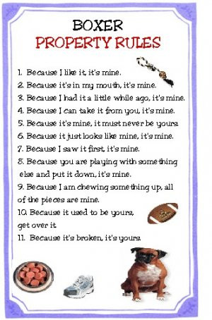 new boxer dog funny property rules magnet