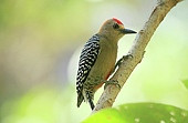 Red-crowned Woodpecker Melanerpes rubricapillus Carpintero habado ...