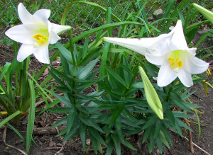 Easter Lilies in Late August