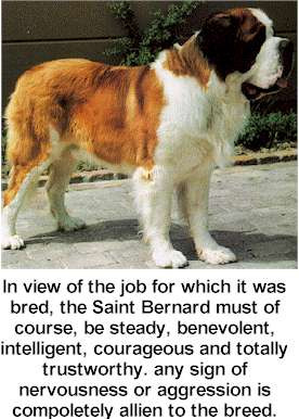 St. Bernard Dog Picture
