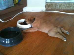The lazy puppy’s guide to eating