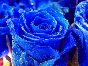 Roses Wallpapers Beautiful Blue Rose Wallpaper Allneed