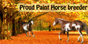 Paint Horse Quotes http://www.revolutionmyspace.com/image-code-9/paint ...