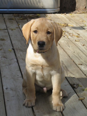 Yellow Labrador Retriever Img