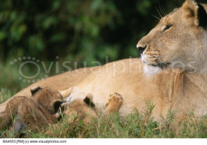 Lion And Lioness Cuddling