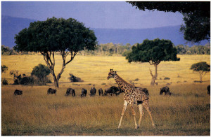 Tropical Grassland Savanna