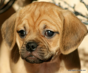 Puggles Puggle Puppy Lover