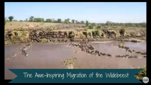Go wild with the wildebeest migration timelapse video
