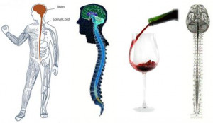 alcohol blackout types of blackouts how they work and consequence by ...