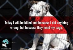 shelter animals are killed everyday because people decide that they ...