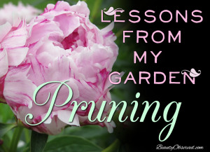 Lessons from my Garden: Pruning pink peony