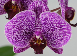 The Rich Diversity and Symbolic Meaning of Orchids