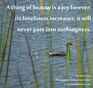 thing of beauty is a joy forever: its loveliness increases; it will ...