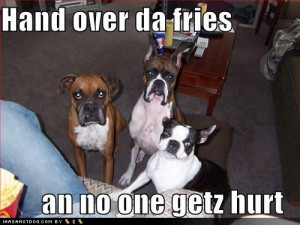 funny dog funny dog photos funny dog pics funny dog picture funny dog ...
