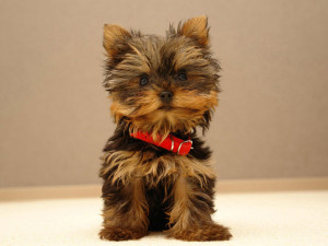 Yorkshire Terriers The beautiful Yorkie