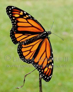 monarch butterfly wings