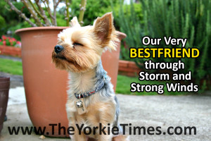 Yorkie Quotes Image Search Results Picture
