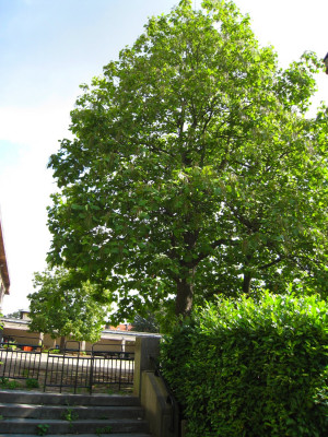 Catalpa Bignonioides Commun Anderlecht Rue Des Citoyens
