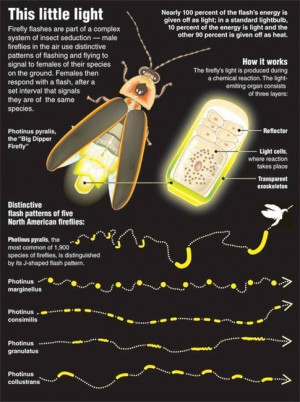 Full answer: Facts About Fireflies