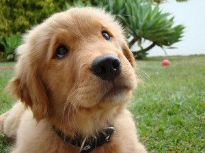 adorable, cute, lab, love, puppy, puppy face, yellow lab