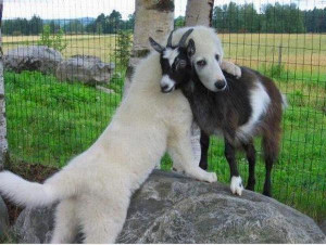 quote reply cute animal friend quotes check out other funny stuff cute ...