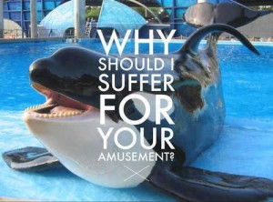 The movie @SeaWorld does not want you to see #Blackfish