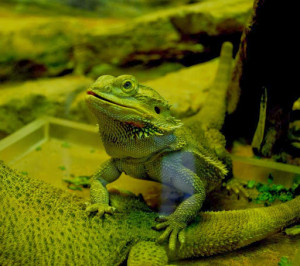 Bearded Dragon Sayings