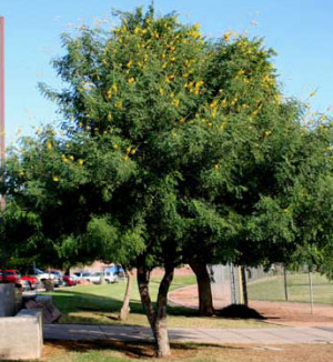 Cascalote Tree Arizona