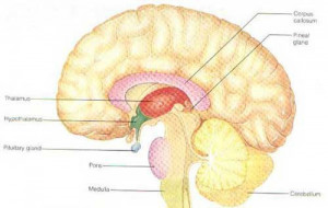 the pineal gland also called the pineal body epiphysis cerebri ...