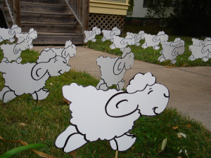 Pastor's yard over-run by sheep