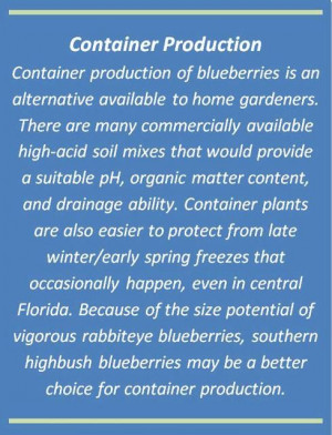Growing blueberries in south Florida