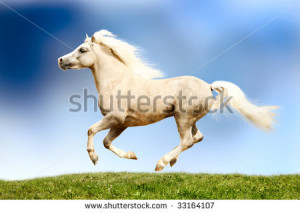 Palomino Horse Galloping Palomino horse galloping - stock photo. save ...