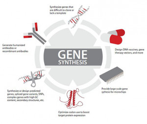 Artificial Gene Synthesis