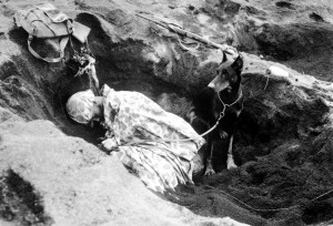 Dogs On Iwo Jima War