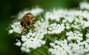 Quotes About Bees And Flowers http://thebeeshouse.blogspot.com/p ...