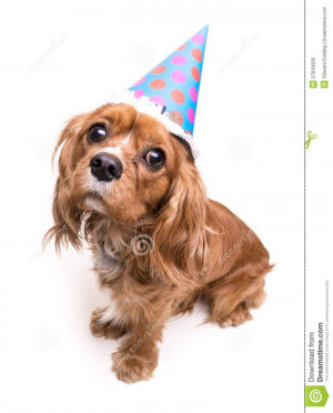 Happy Birthday Puppy. .Funny Dog Happy Birthday Sayings