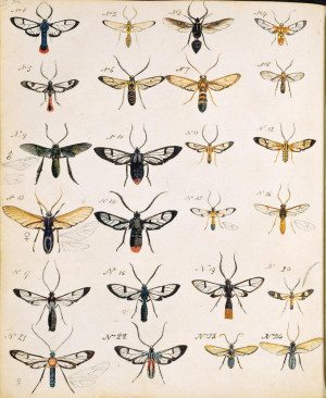 Insects di Henry Walter Bates