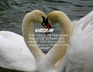 swan heart photo swans-heart1.jpg