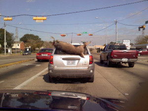 deer-texas-back-of-vehicle