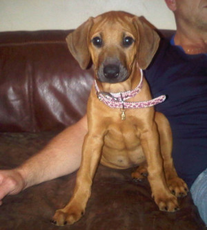 reg rhodesian ridgeback puppies 995 posted 1 year ago for sale dogs