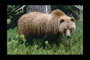 Grizzly Bear