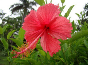hibiscus flower