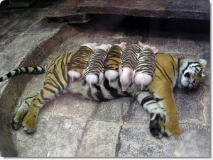 Pas vraiment naturel : une femelle tigre et ses 6 petits porcelets.