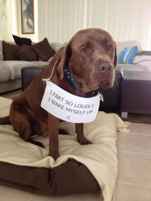 Hilariously Adorable Dog Shaming Pictures